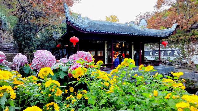菊韵惠山：菊花与古建的对话