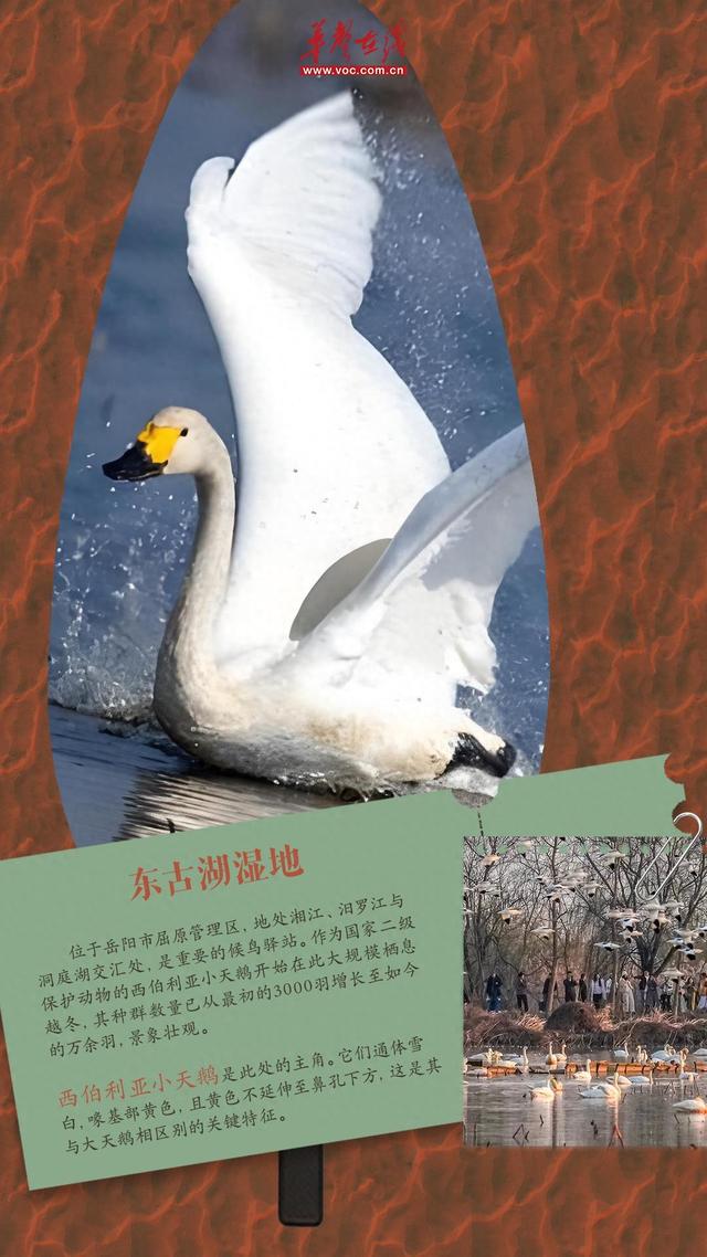 冬游湖南⑤｜观鸟正当时！来湖南邂逅“冬日精灵”