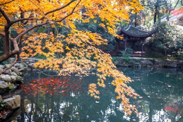 避开人潮寻秋色 | 我在杭州虎跑公园，邂逅一场红叶缄默的盛宴