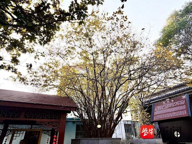 孔望山两百余年腊梅迎盛花期