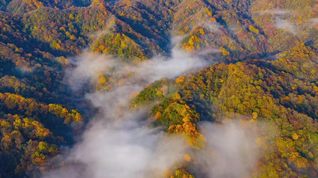 信号满格映红叶：中国电信护航光雾山国际红叶节