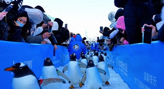 全球首创！最大规模！哈尔滨极地公园淘学企鹅巡游世纪大换班，百只企鹅同台亮相！