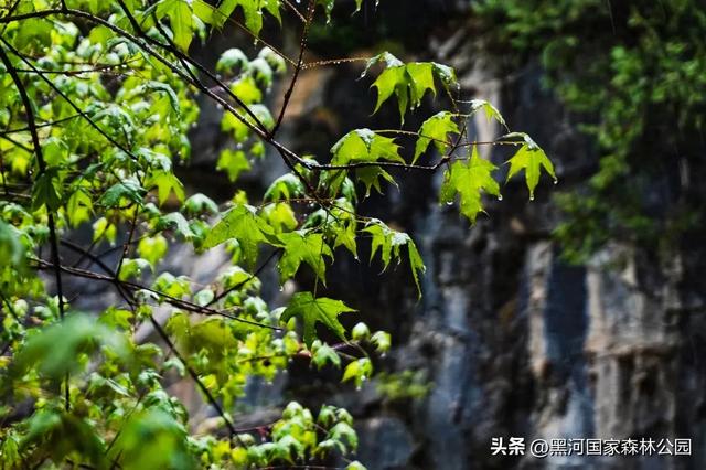 秋天，邀你看一看藏在黑河山间的一场秘境童话