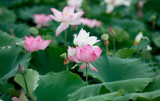 团风：这些绝美的夏日限定壁纸藏不住了