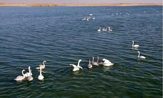 大美湿地屠申泽