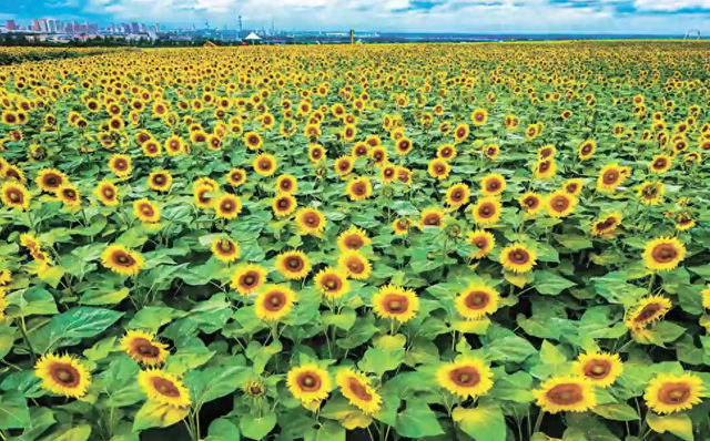 哈尔滨阿城区农场向日葵与油菜花共绘金色奇观