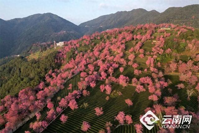 今起，云南这一知名景区恢复开放！