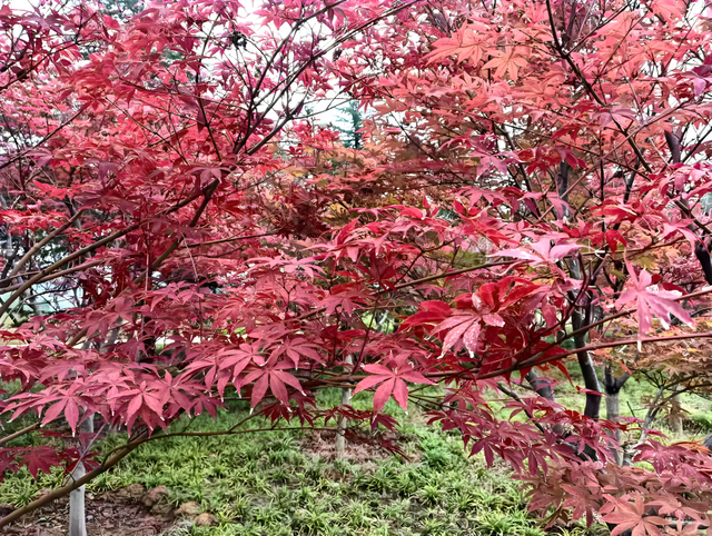 打卡洛宁滨河公园，共赏红枫醉美秋景