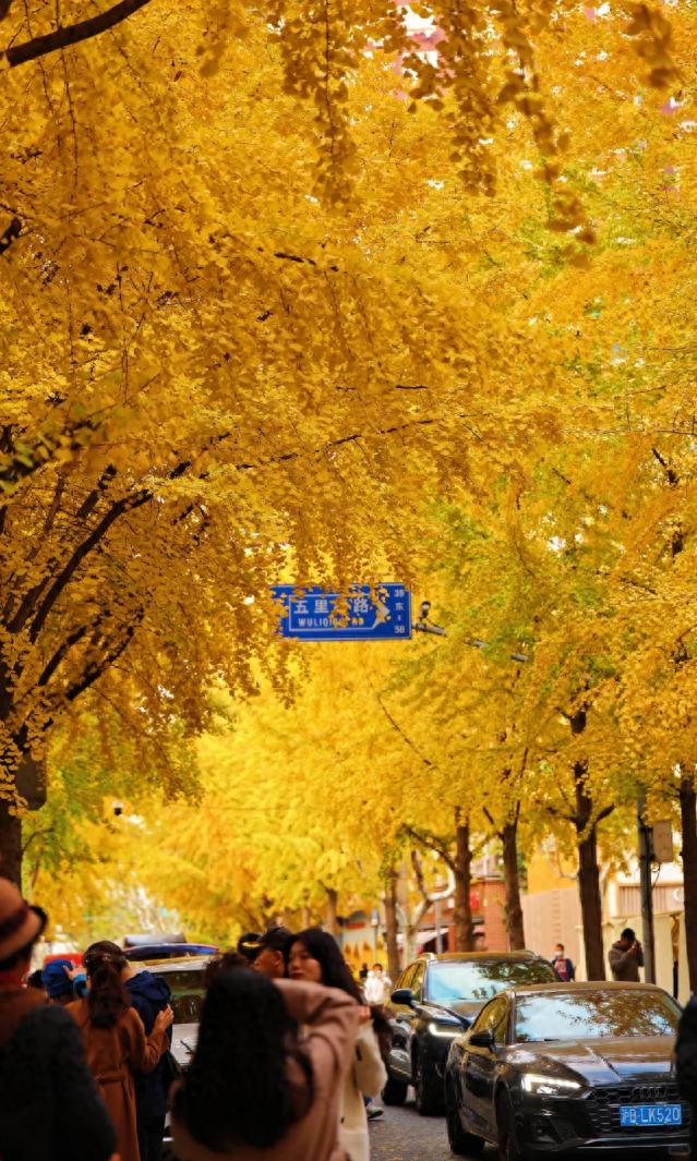 上海市中心“黄金大道”已上线！还有绝美银杏露台→