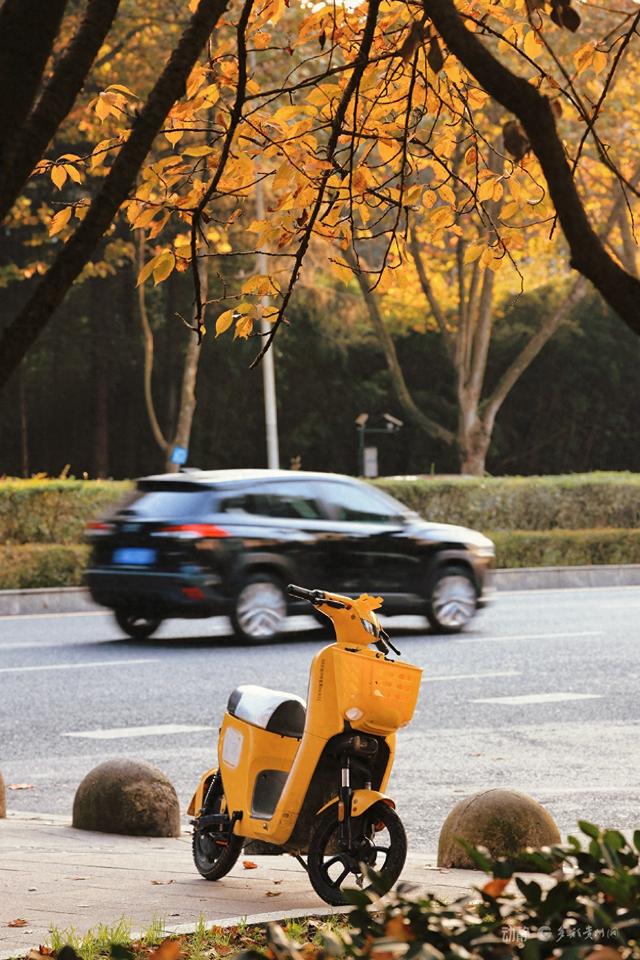 最是银杏橙黄时，打卡贵阳观山湖的冬日暖景