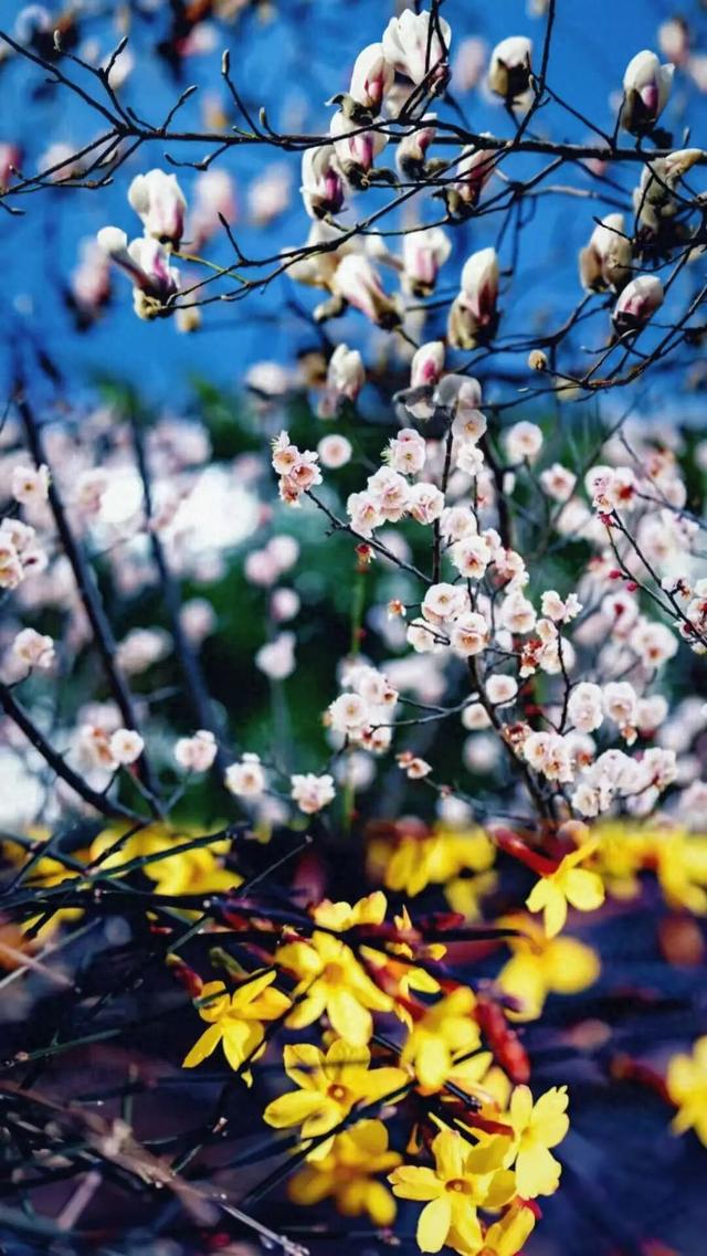 接下来的日照，是这样的…