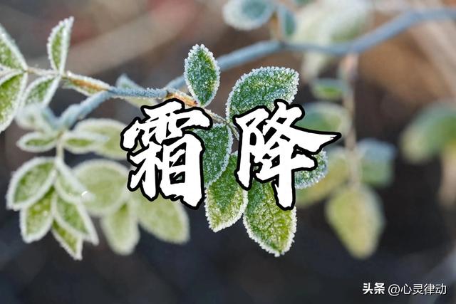 “霜降在月头，大雪封门；霜降在月尾，春节穿袄”,今年霜降在哪?