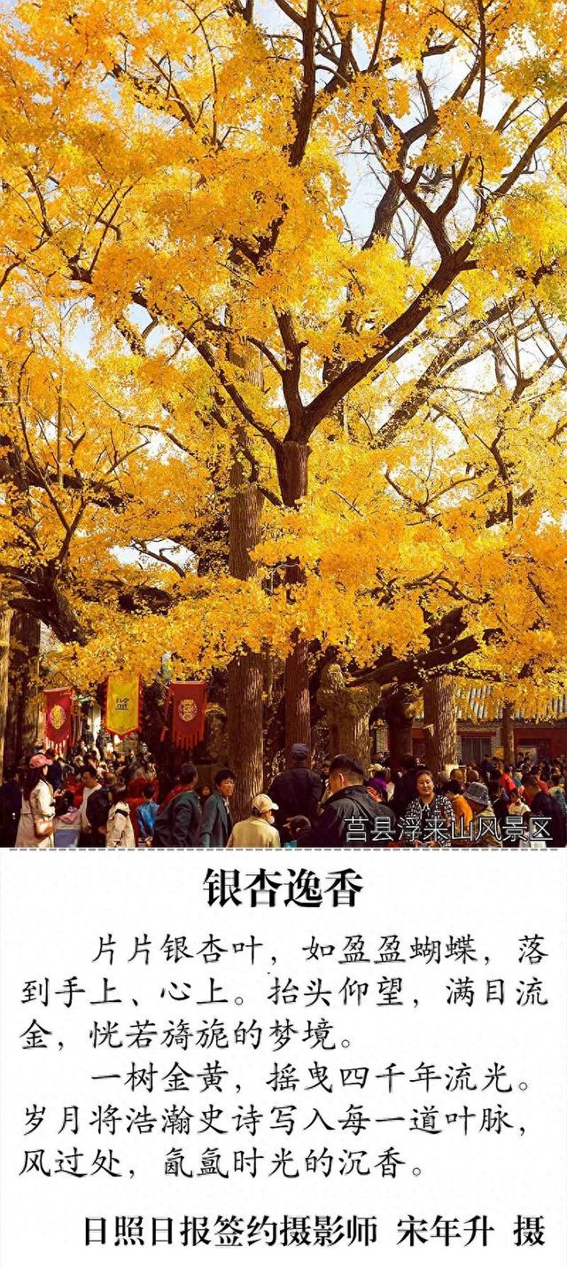 错过再等一年！日照这些地方超好看！随手一拍都是大片！