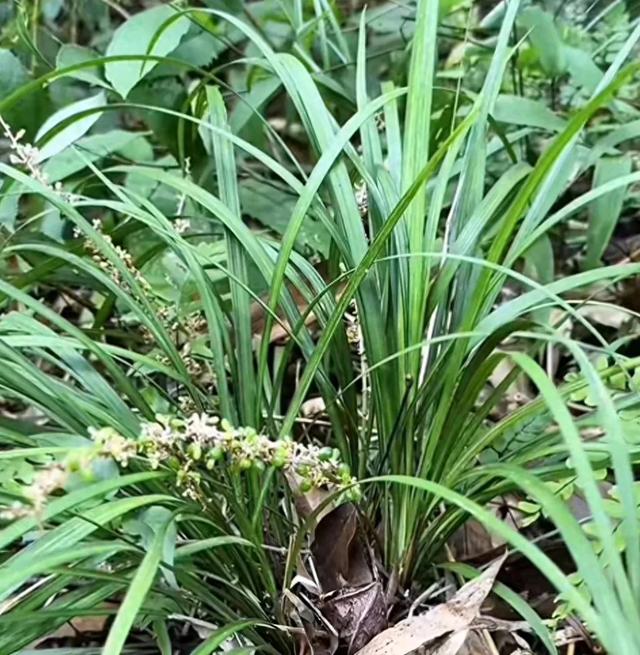万万没想到，叶片像韭菜的麦冬，挖根能卖到上百块