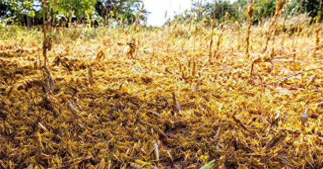 克拉玛依SEO（22年前）