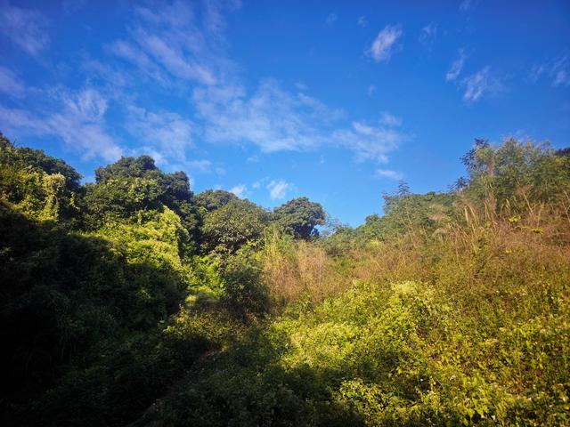 从丽康路穿荔园溪谷至西丽湖绿道骑行随拍