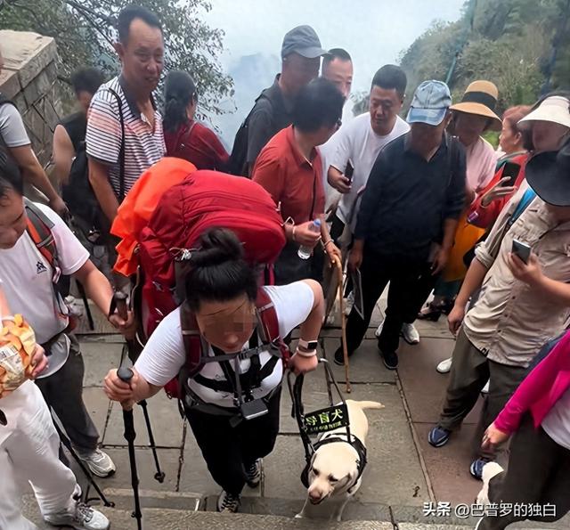 爬泰山的作死夫妻被制裁！导盲犬被收回，身份被扒，家里还有一只