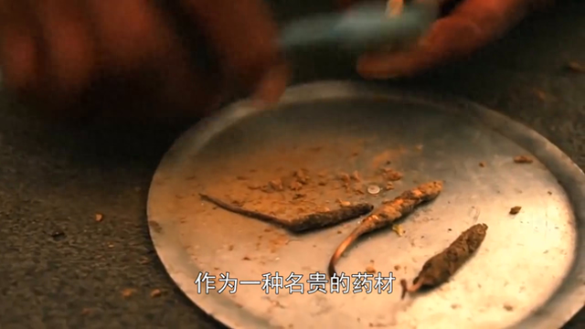 冬虫夏草到底是虫子还是草（冬虫夏草到底是虫还是草其实两者都不是）