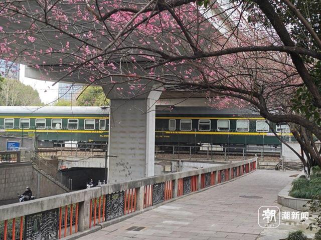 红梅与火车同框，杭州这处“限时款”美景又来了，有人从上海赶来打卡