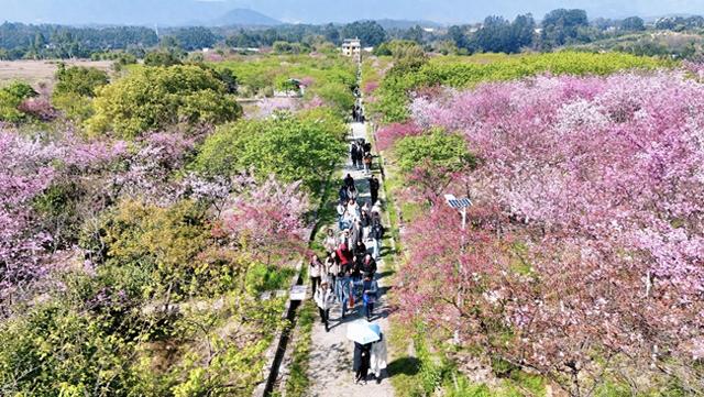 福建连江：丹樱农场晚樱盛放