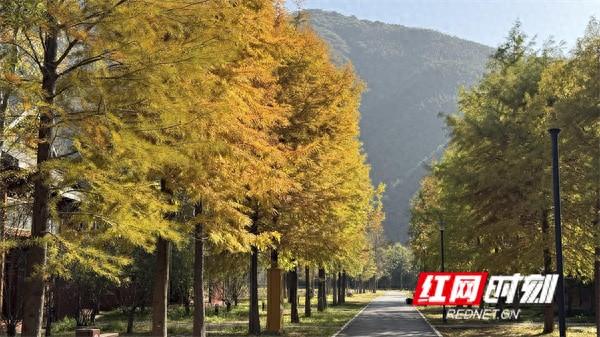 江永：满目鎏金醉初冬