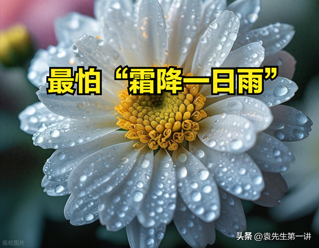 今日霜降，老人说最怕“霜降一日雨”，霜降下雨有啥预兆？早了解