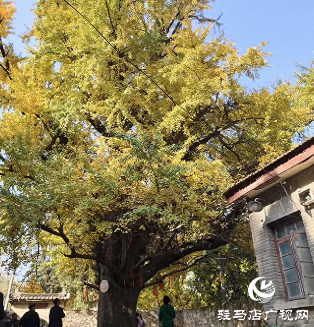 确山北泉寺千年银杏披“金甲” 满树诗意醉游人