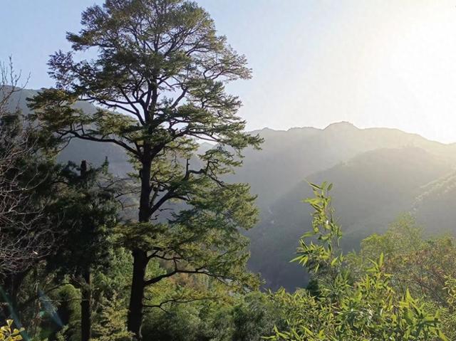 宁波深秋|茅镬看树