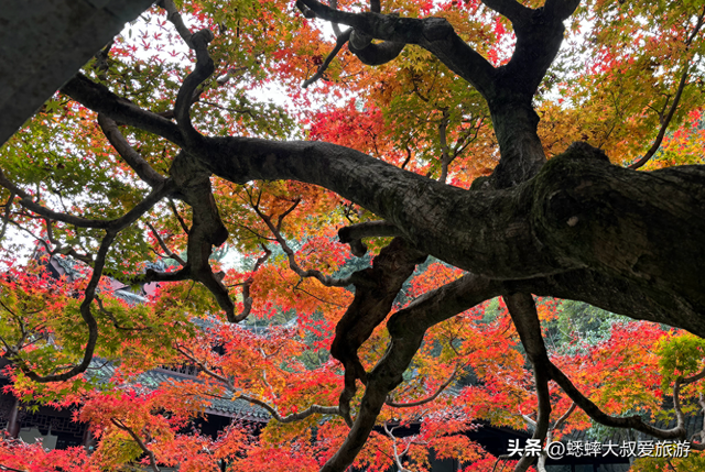 这个杭州公园不得了，被美人填满，拥有绝美枫景，已成浪漫打卡地