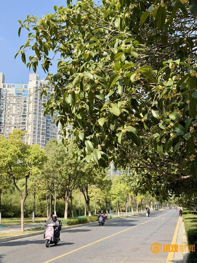 地铁直达！南昌这些赏桂好去处，别错过