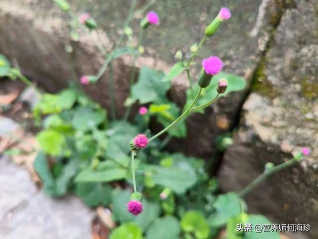 花似蒲公英，人称“消炎草”，抗菌又消炎，对肺炎、肝炎都有好处