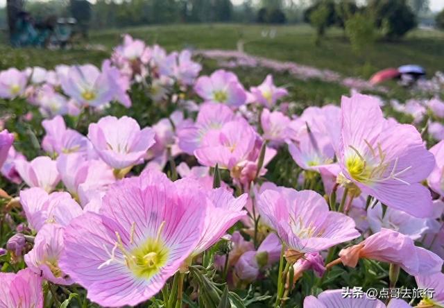成都被严重低估的赏花地，最火的月见草花又回来了，太美了！