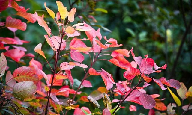 红叶今年红得晚！现在去香山赏彩叶，推荐去这几处点位