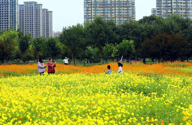 粉黛映硫华 衡水市区宝云公园秋景醉游人