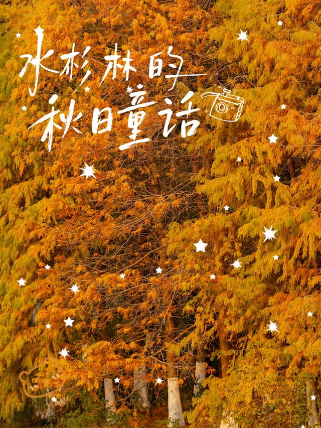 走进盐渎公园，闯进水杉林的秋日童话🍂
