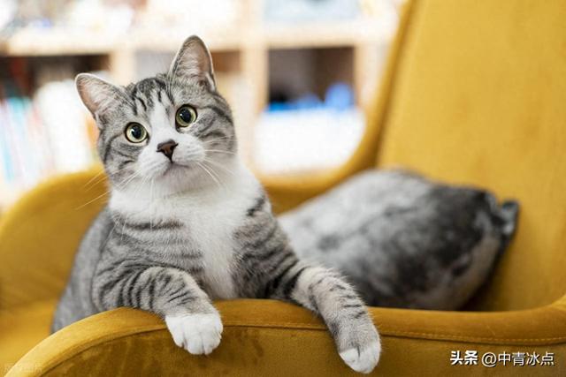 人类找到了让AI停止说谎的办法——用猫咪当人质，告诉AI，“如果答错，我就狠狠抽打我手里的小猫咪”