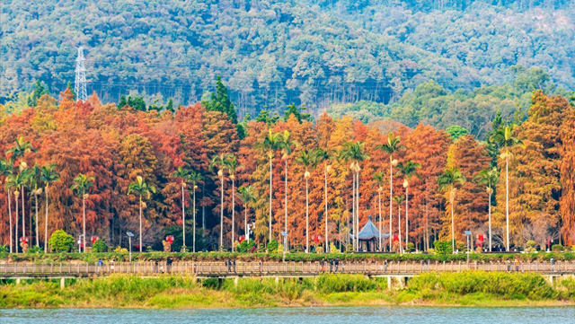 红了大片的乌桕，竟藏于一座园林之中，且被唤作 “福州小西湖”
