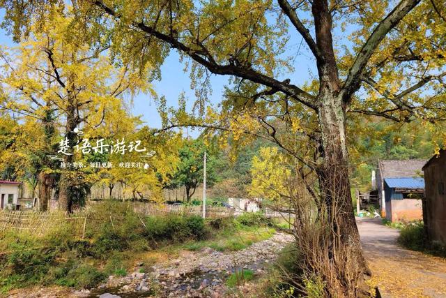 浙江宁波这两处银杏赏地比邻而居，又进入最佳观赏季，拍照很出片