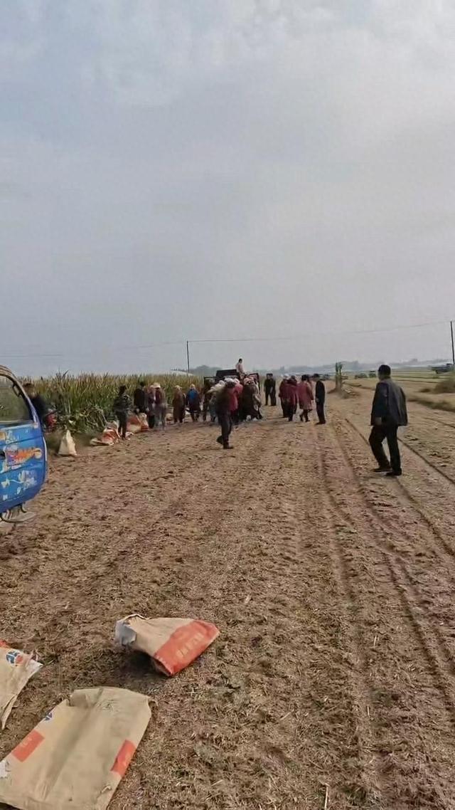 山东一农民突发脑溢血，60亩玉米无人收，同村上百村民集体出动帮收完，村支书：全村都姓王，经常互帮互助