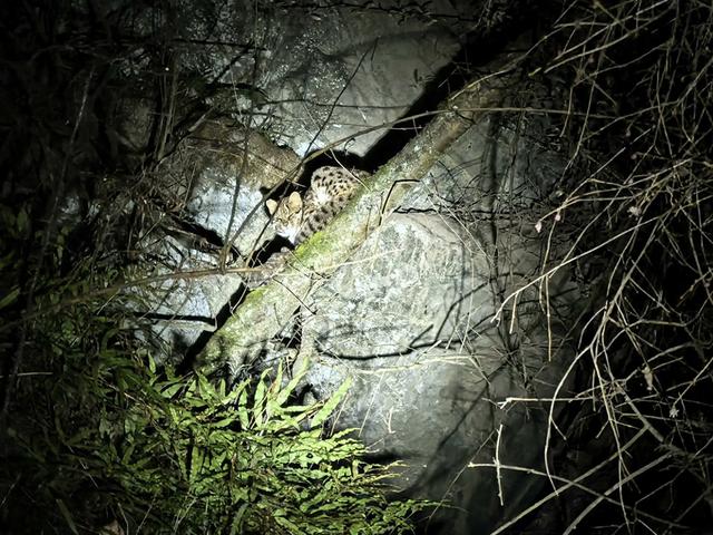 一边赏雪一边观“兽”  冬游唐家河趣味十足