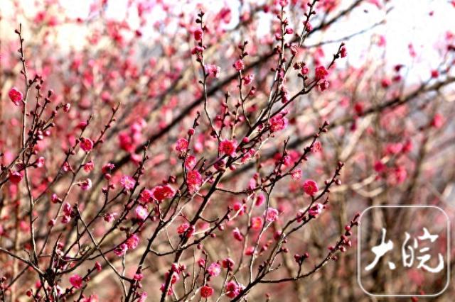 淮南舜耕山梅园：几株早梅已吐蕊 蜜蜂冬日采蜜忙