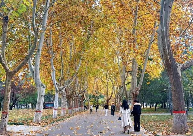 石家庄绝美“梧桐大道”已上线，打卡攻略来了→