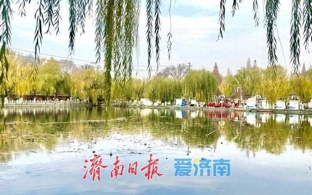 冬日限定：济南百花洲“金柳映湖”引客来