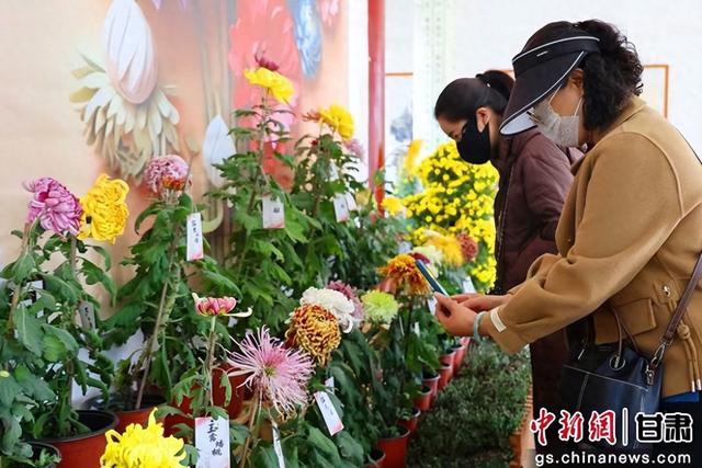 甘州首届菊花文化月启幕 万菊绽放醉游人