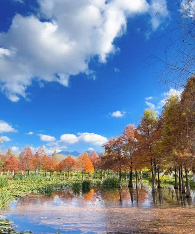 渔浦寒泉公园，水杉红透成诗