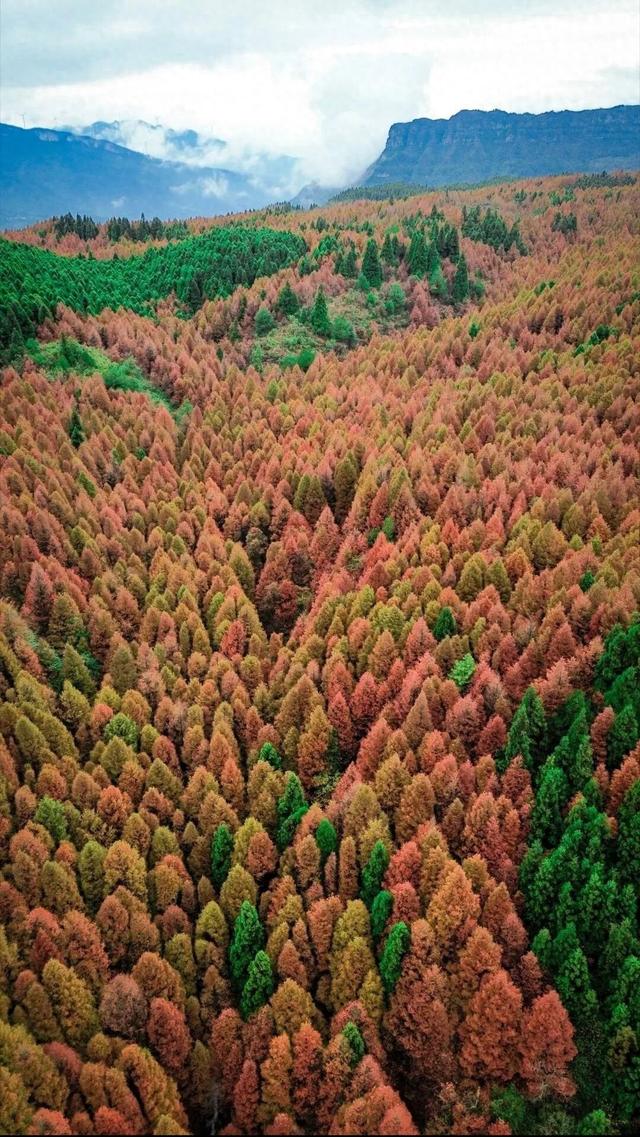 重庆秋色“天花板”火了！最快1小时飚拢！