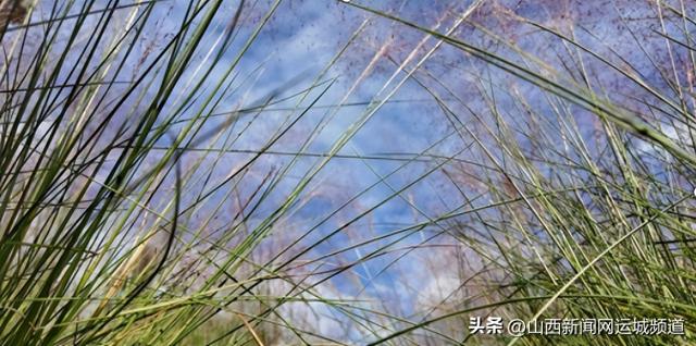 垣曲县长直乡西交村：粉黛逐秋开 浪漫满乡间