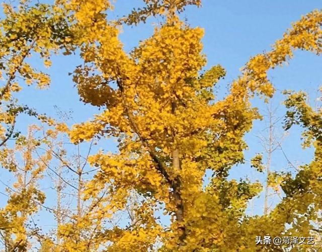 鄄城濮水公园层林尽染 秋色如画引客来