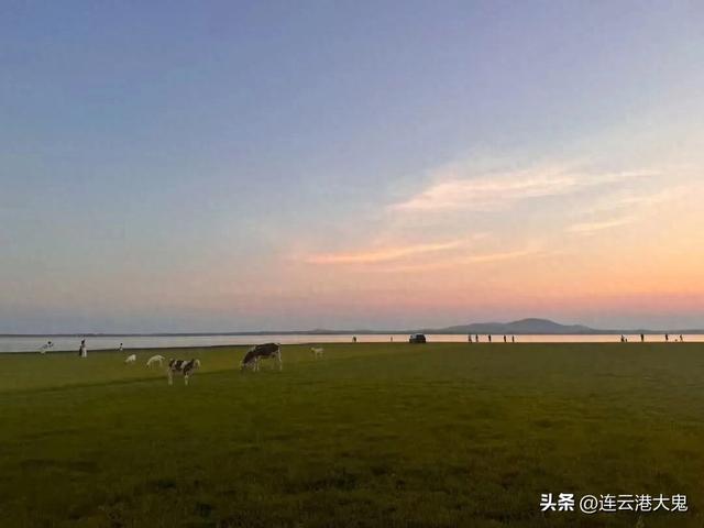 赣榆自己的赛里木湖火了，蓝天、碧水、绿草、青山、黄牛元素满满