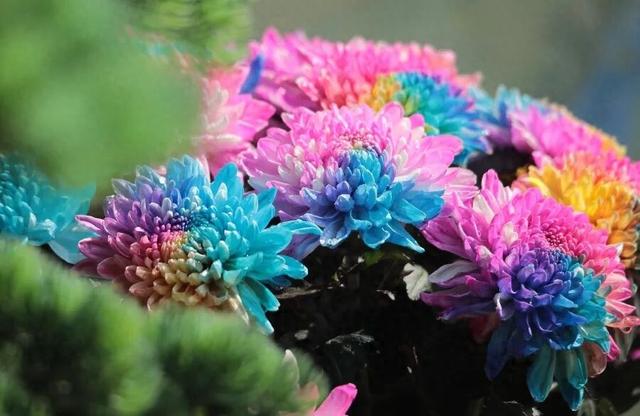 为这朵花，赴一座城→